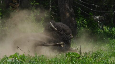 Bison Takes Dust Bath, Yellowstone National Park, WY