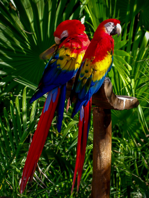 Couple Of Parrots In Xcaret, Quintana Roo, Mexico