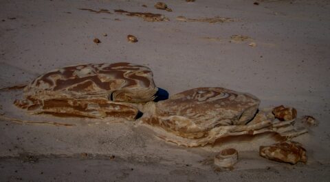 Alien Eggs In Bisti Wilderness, New Mexico
