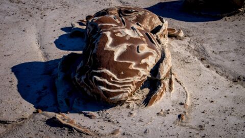 Alien Was Looking At Me In Bisti Wilderness, New Mexico