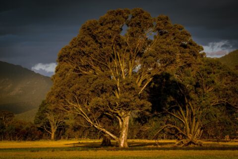 Sunset Scenery Along Scenic Byway Near Dunkeld, Grampiens National Park, VIC, Australia