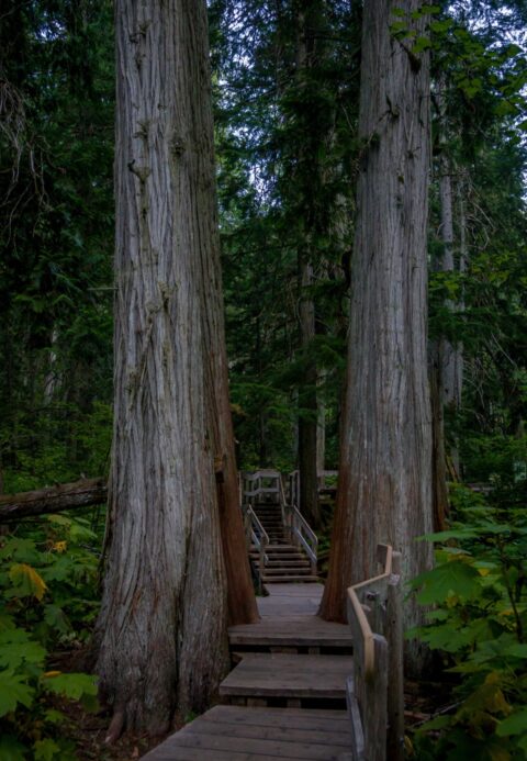 Bordwalk Between Giant Cedars, Revelstoke, BC