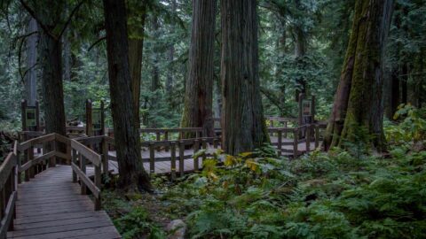 Bordwalk On Giant Cedars Nature Trail, Revelstoke, BC