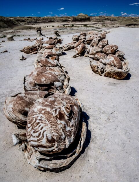 Aligned Alien Cracked Eggs In Bisti Wilderness, NM