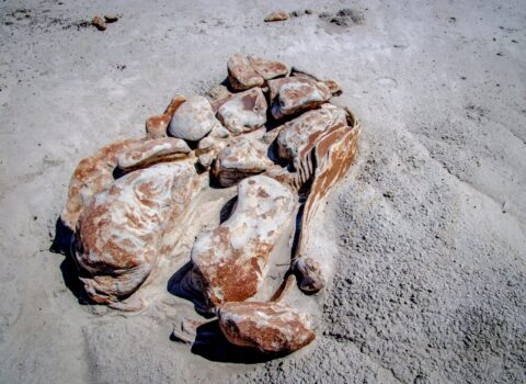 Close Look At Alien Cracked Eggs In Bisti Wilderness, NM