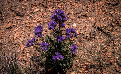 Desert Flowers In Bisti Wilderness, NM
