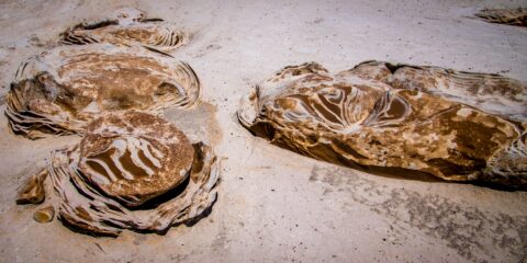 Incredible Patterns On Alien Cracked Eggs In Bisti Wilderness, NM