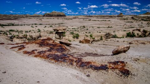 Looks Like Partly Buried Petrified Dinosaur In Bisti Wilderness, NM