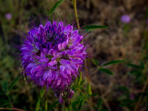 Flower In Echo Park In Dinosaur National Monument, Canyon Section, CO