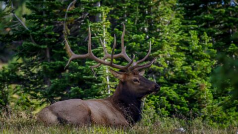 Big Elk, Rocky Mountain National Park, CO