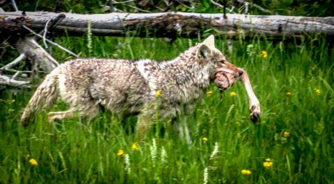 Can I Have A Bite? Yellowstone National Park, WY