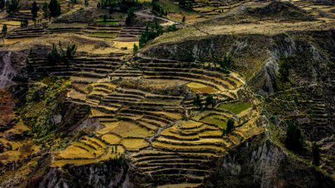 Terraces In Colca Canyon, Peru