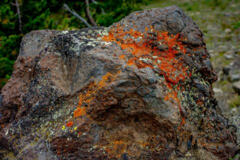 Volcanic Rock Near The Top Of The Mount Washburn In Yellowstone National Park, WY