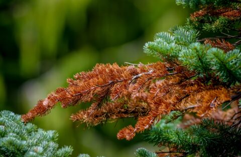 Rainy Day in Mount Rainier National Park, WA