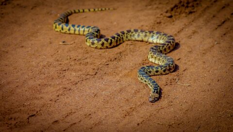 Snake, Dinosaur National Monument, CO