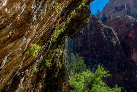 Water Weeping From Weeping Rock, Zion National Park, UT