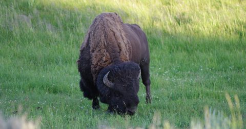 Roaming Bison, Yellowstone National Park, WY