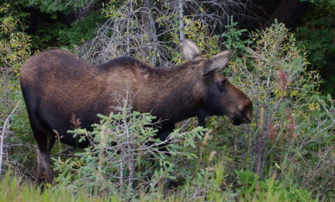 Young Moose, Rocky Mountain National Park, CO
