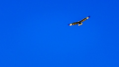 Golden Eagle @ Hells Canyon, Wallowa-Whitman, OR