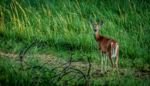 Long Tail Deer Near Devils Tower, WY