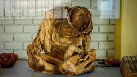 Nazca People Were Burried In Sitting Position, Mummy In The  Museum At Archaeologic Site Chauchilla Near Nazca, Peru