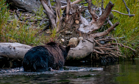 Big Male Grizzly Bear Wades In Antarko River Near Fisheries Pool Campground, Bella Coola, BC