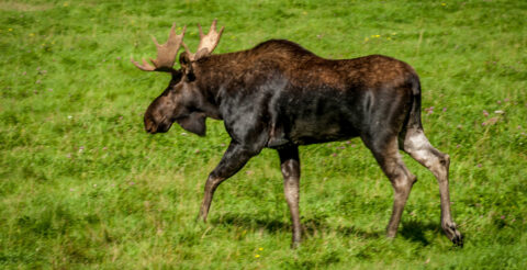 Bull Moose On The Farm In Bella Coola Valley, BC