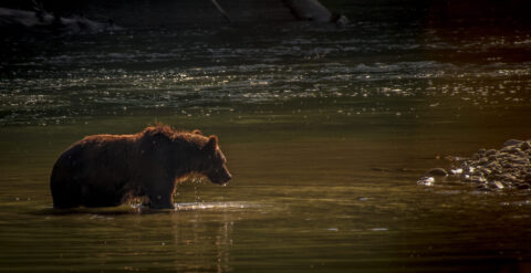 Mmmm I Could Have One More Fish For Dinner… Grizzly Wading In Antarko River, BC