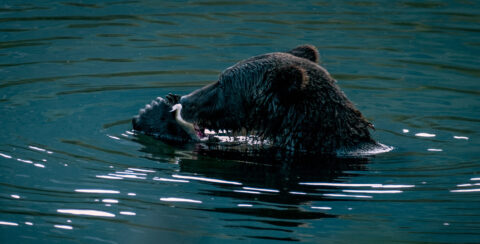 Thank You Lord For This Food… That It Is Not Me, Bella Coola, BC