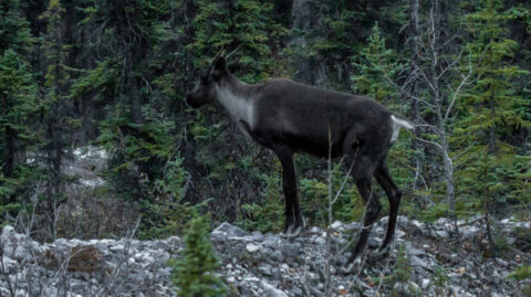 Caribou In Stone Mountain Provincial Park, Northern BC
