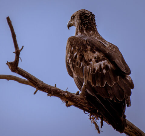 Eagle In Bosque Del Apache, NM