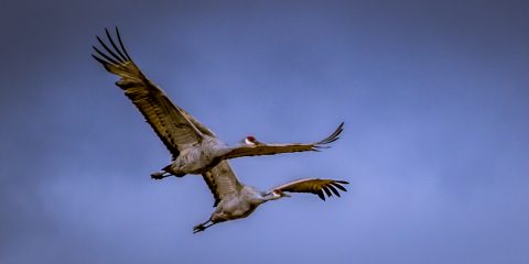Two Red Crest Cranes Flying In Bosque Del Apache, NM