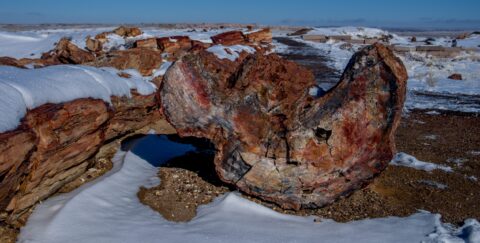 Along Crystal Forest Trail In Petrified Forest National Park, AZ