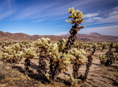Also Known As Jumping Cholla Cactus In Joshua Tree National Park, CA