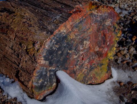 Another Colorful Piece Of Petrified Wood In Petrified Forest National Park, AZ