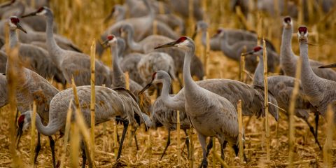 Big Number Of Red Crest Cranes Spend Winter Season In Bernardo Bird Watching Area By Highway 60 South From Albuquerque, NM