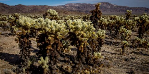 Cholla Cactus Garden In Joshua Tree National Park, CA