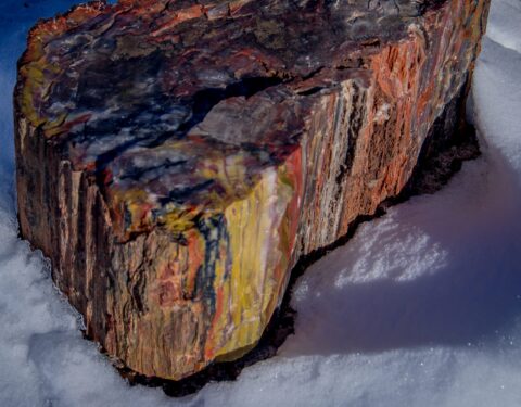 Colorful Piece Of Petrified Wood In Petrified Forest National Park, AZ