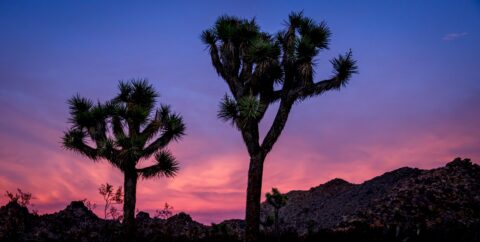 First Sunset In 2020 In Joshua Tree National Park, CA