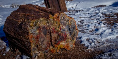 It Was Wood, Now It Is Rock In Petrified Forest National Park, AZ