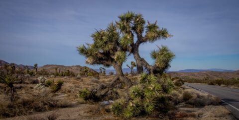 Joshua Tree With Big Broken Branch In Joshua Tree National Park, CA