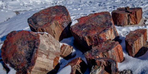 Petrified Wood In The Snow In Petrified Forest National Park, AZ