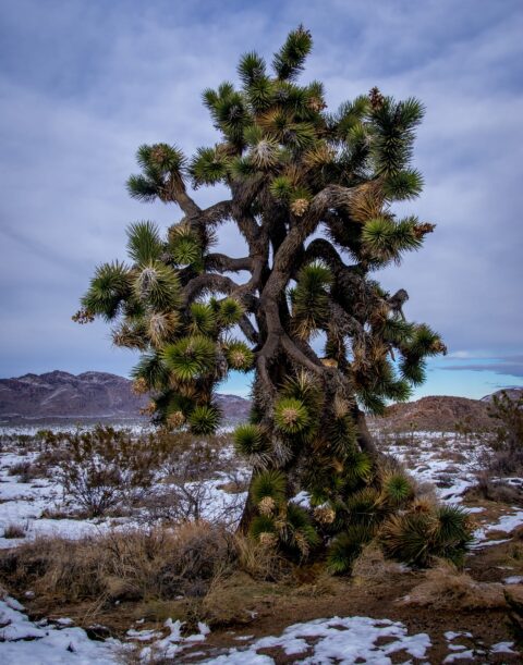 Tall Joshua Tree In Joshua Tree National Park, CA