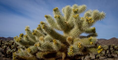 Teddy Bear Cholla Cactus In Joshua Tree National Park, CA