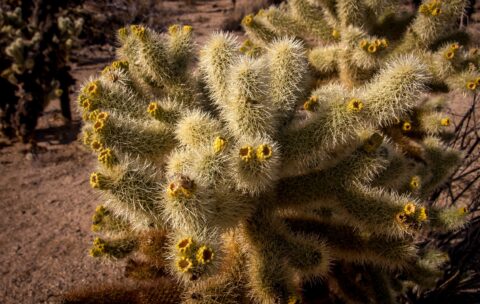 Teddy Bear Cholla Cactus Looks So Cute, But Is Very Painful To Touch, Joshua Tree National Park, CA