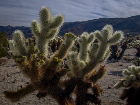 Very Painful To Touch Teddy Bear Cholla’s Barb Spines, Joshua Tree National Park, CA
