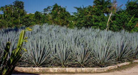 Agave Tequilana In Xcaret, Quintana Roo, Mexico