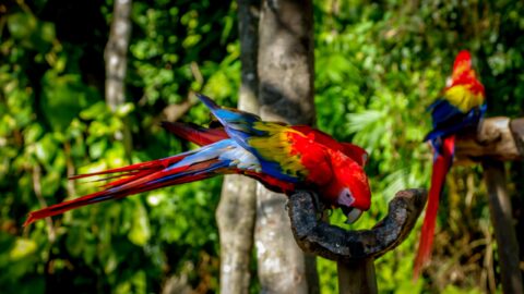 Beautiful Parrots In Xcaret, Quintana Roo, Mexico