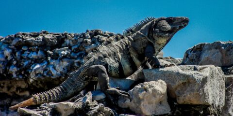 Big Iguana on Top of Mayan Walls In Tulum Arhaeological Site s, Quintana Roo, Mexico