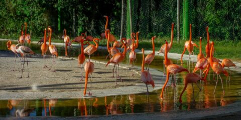 Flamingos In Xcaret, Quintana Roo, Mexico